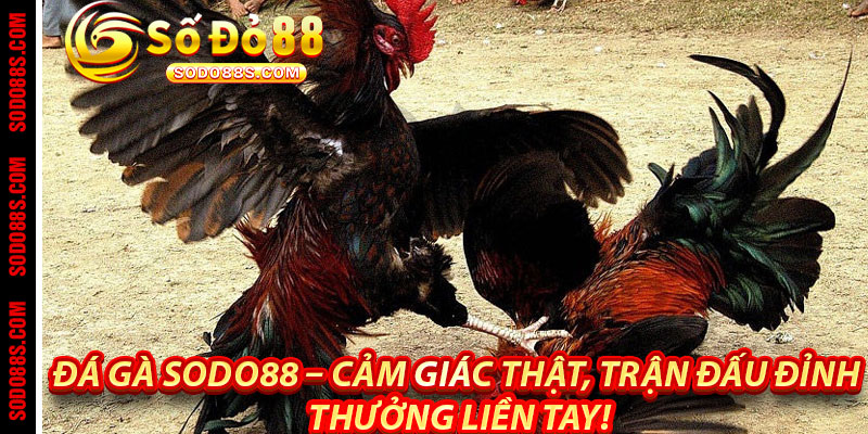 ĐÁ GÀ - sodo88
