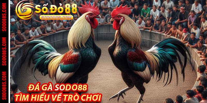 Đá Gà Sodo88 – Cảm Giác Thật, Trận Đấu Đỉnh, Thưởng Liền Tay!