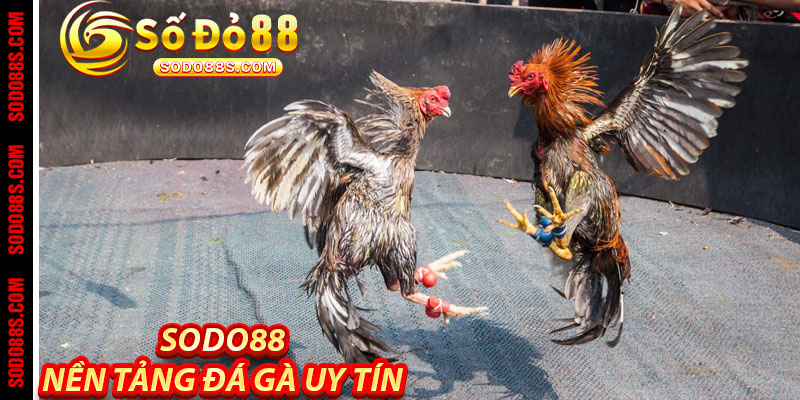 Đá Gà Sodo88 – Cảm Giác Thật, Trận Đấu Đỉnh, Thưởng Liền Tay!
