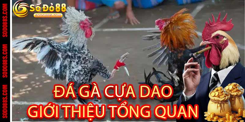 Đá Gà Cựa Dao - Chiến Kê Rực Lửa Tại Nhà Cái Sodo88