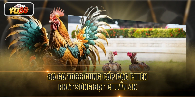 Đá Gà YO88 Phát Sóng Trực Tiếp Đá Gà Với Chất Lượng 4K